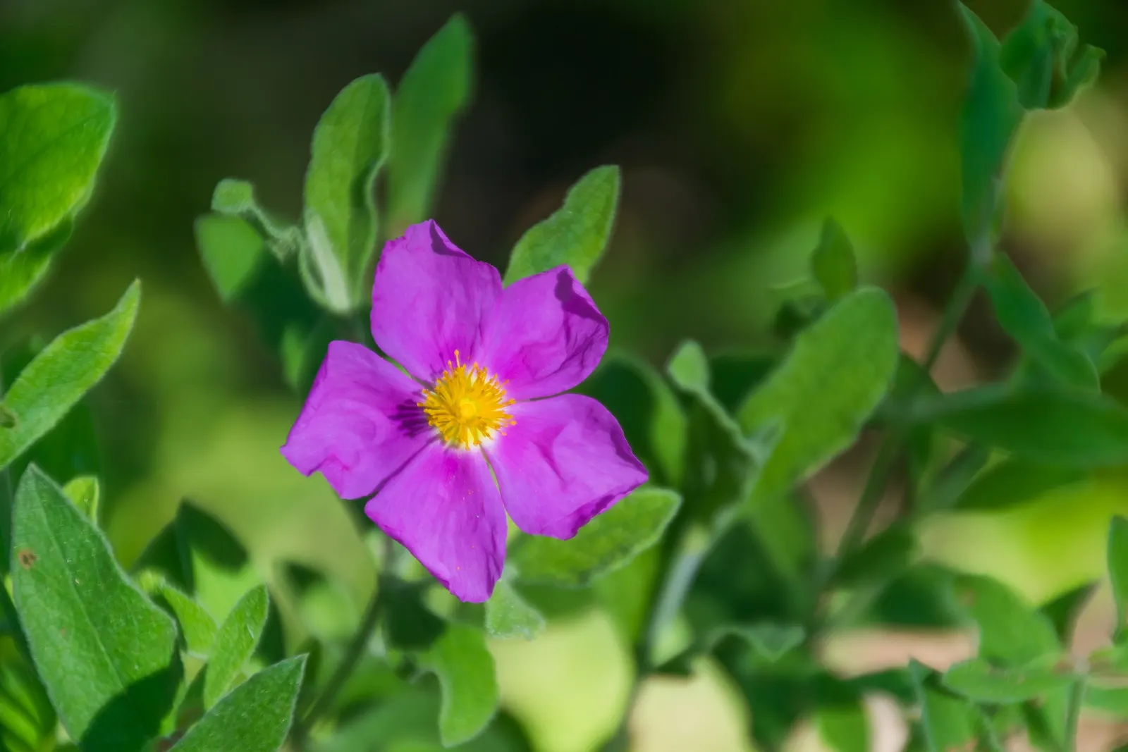 White-Leaved Rockrose (Cistus Albidus) — shrub for full