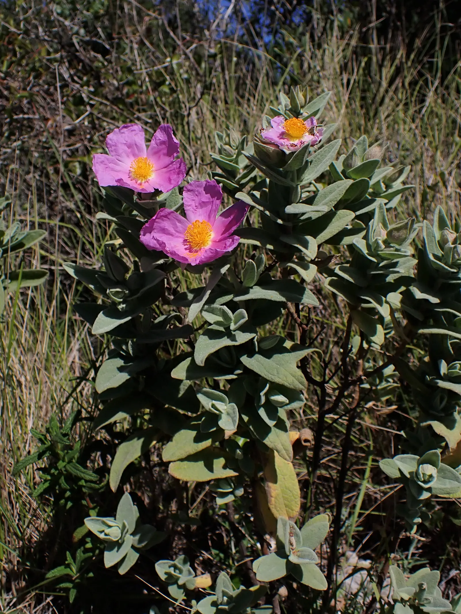 White-Leaved Rockrose (Cistus Albidus) — this plant is renowned for its dense; forming a striking showcase that lasts for several weeks.<br><br>Well-suited for