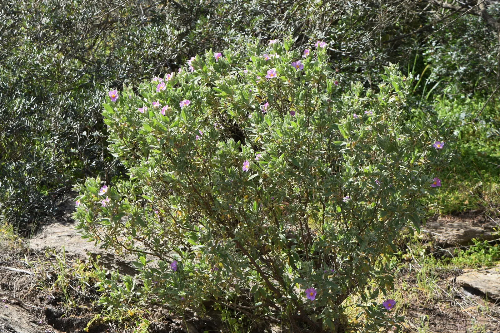 White-Leaved Rockrose (Cistus Albidus) — stunning selection for both landscape designers and homeowners with a taste for resilient yet beautiful plants; shrub