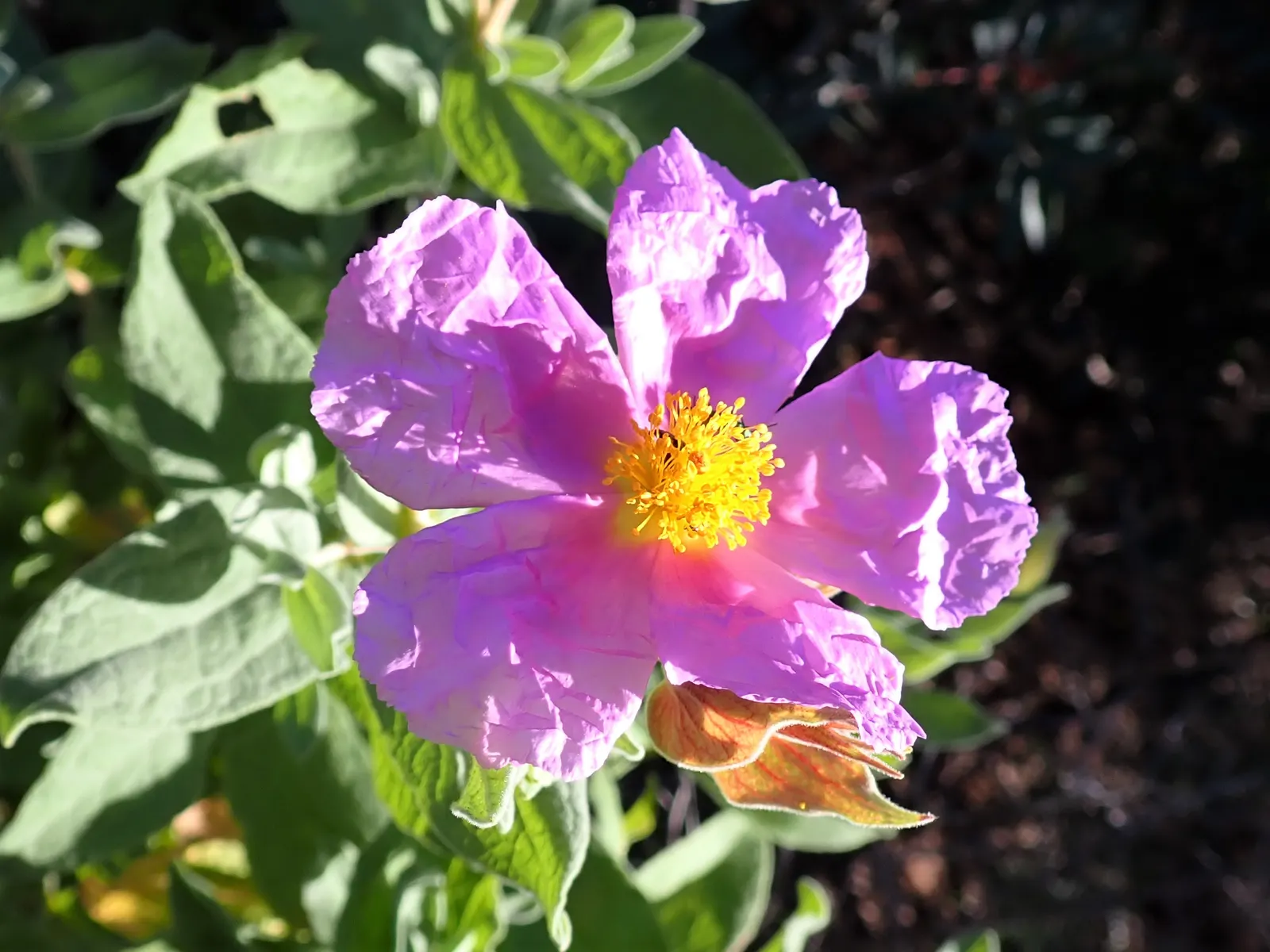 White-Leaved Rockrose (Cistus Albidus) — it is relatively immune to pests and diseases; growing to an average height and spread of 3 to 5 feet