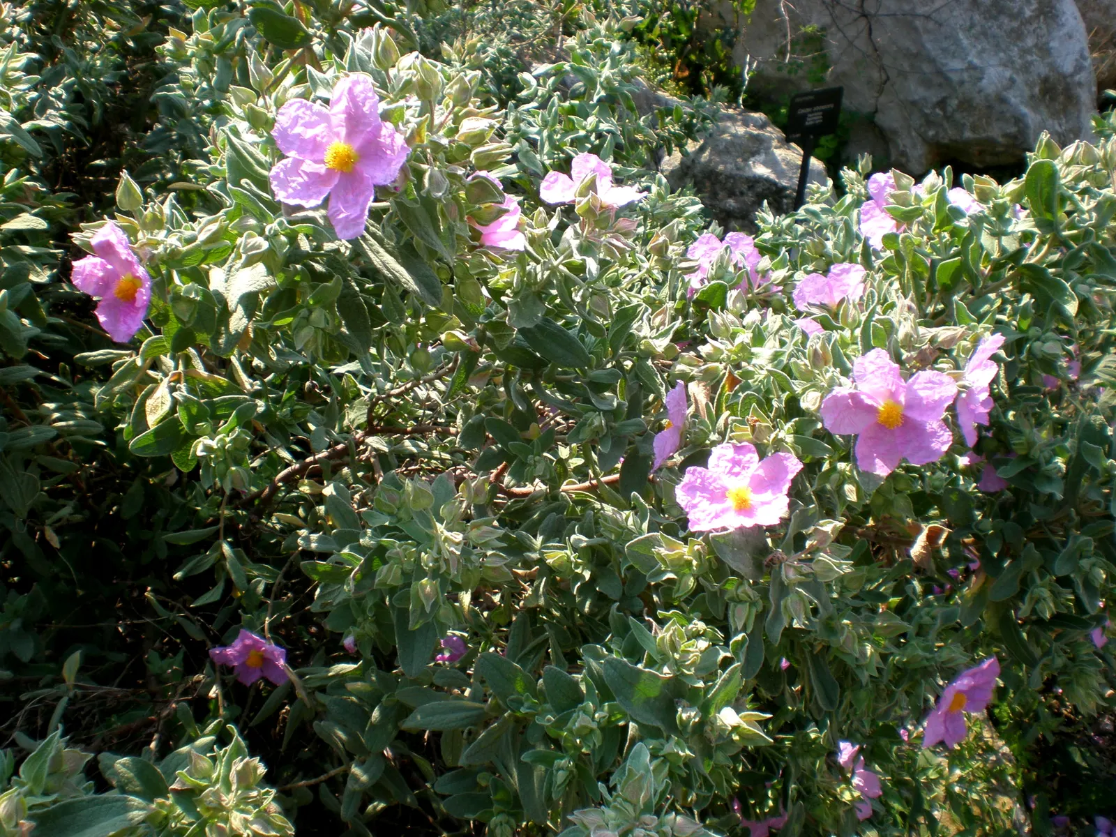 White-Leaved Rockrose (Cistus Albidus) — It thrives in well-drained soils and has excellent drought tolerance
