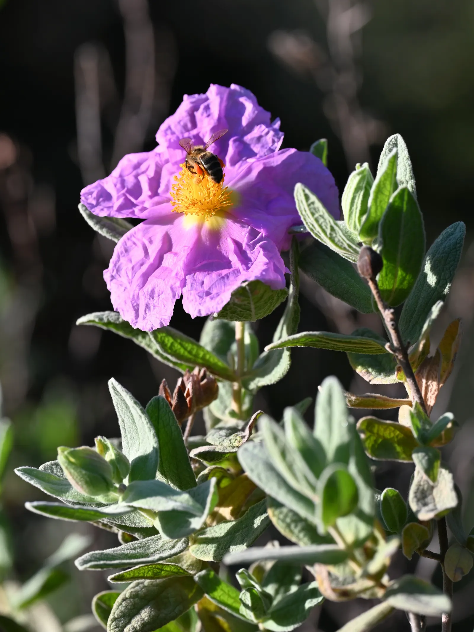White-Leaved Rockrose (Cistus Albidus) — adhering closely to stems that are also covered in the same downy texture; making it superb for water-wise, image 57