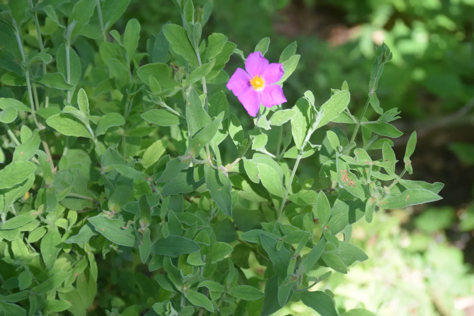 White-Leaved Rockrose (Cistus Albidus) — scientifically known as Cistus albidus