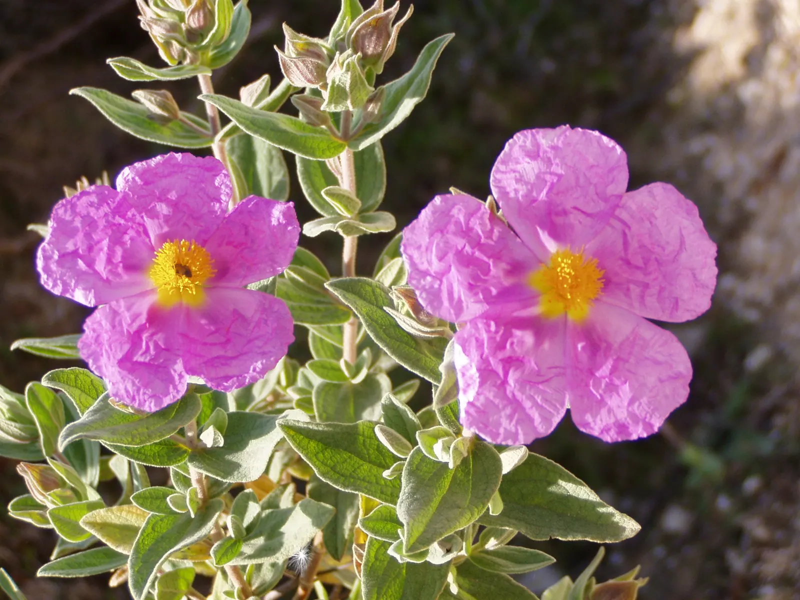 White-Leaved Rockrose (Cistus Albidus) — it provides excellent ground cover with minimal watering once established