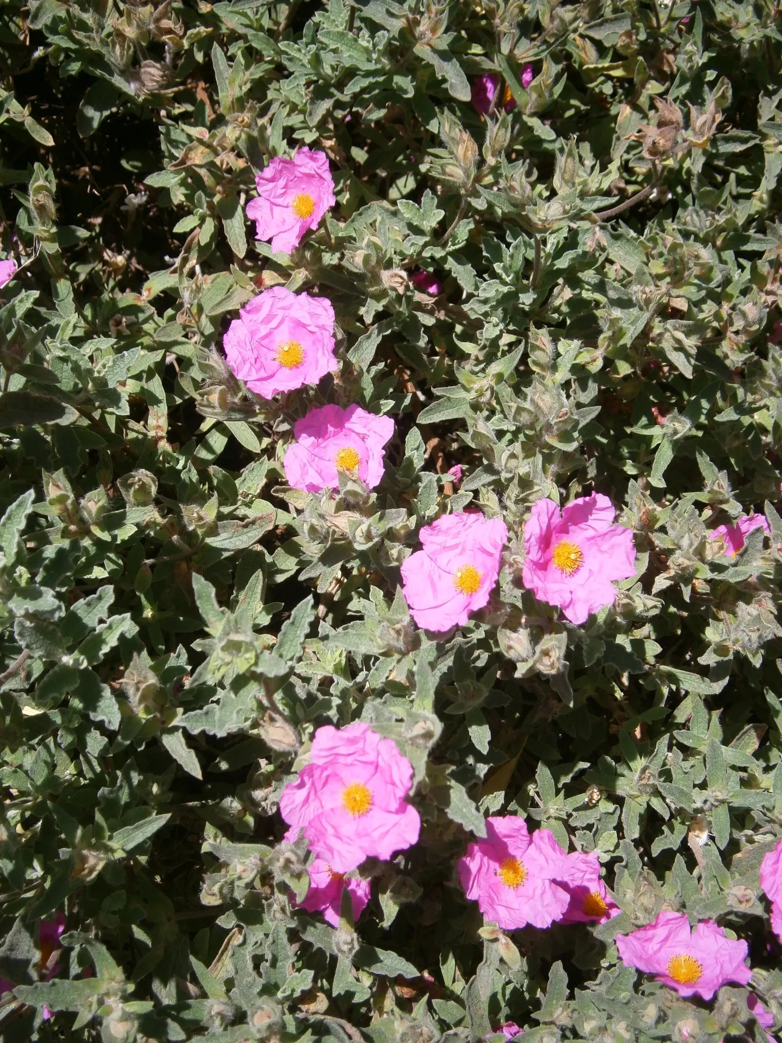 White-Leaved Rockrose (Cistus Albidus) — The White-Leaved Rockrose (Cistus albidus) is a drought-tolerant shrub, growing 2-3 feet tall and wide