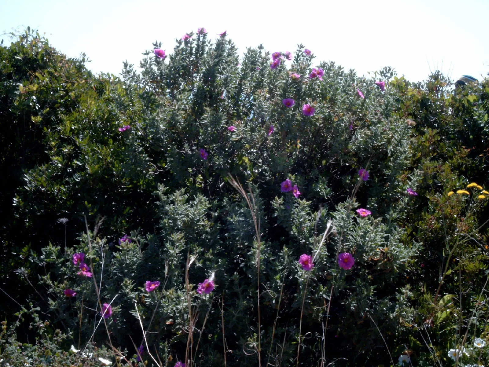 White-Leaved Rockrose (Cistus Albidus) — Thriving in full sun and well-drained soil, this rockrose is ideal for Mediterranean landscapes; it is relatively