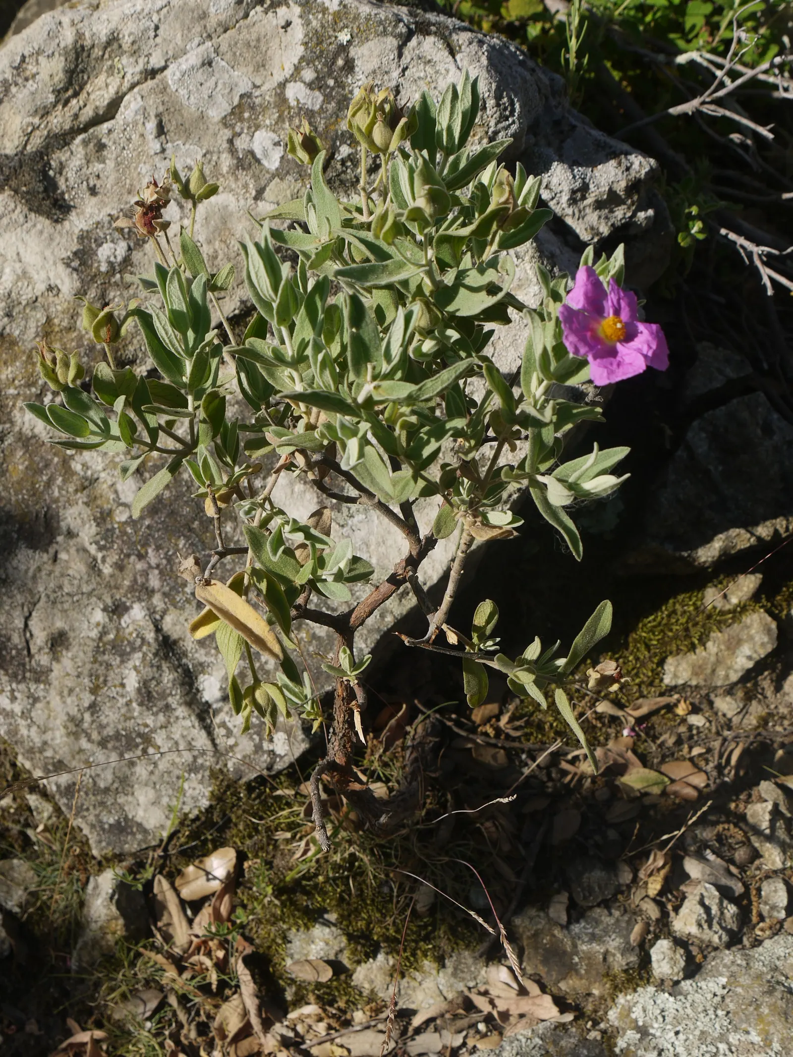 White-Leaved Rockrose (Cistus Albidus) — shrub with pink blooms; each flower boasts a classic Rockrose form - five delicate petals with a burst of, image 68