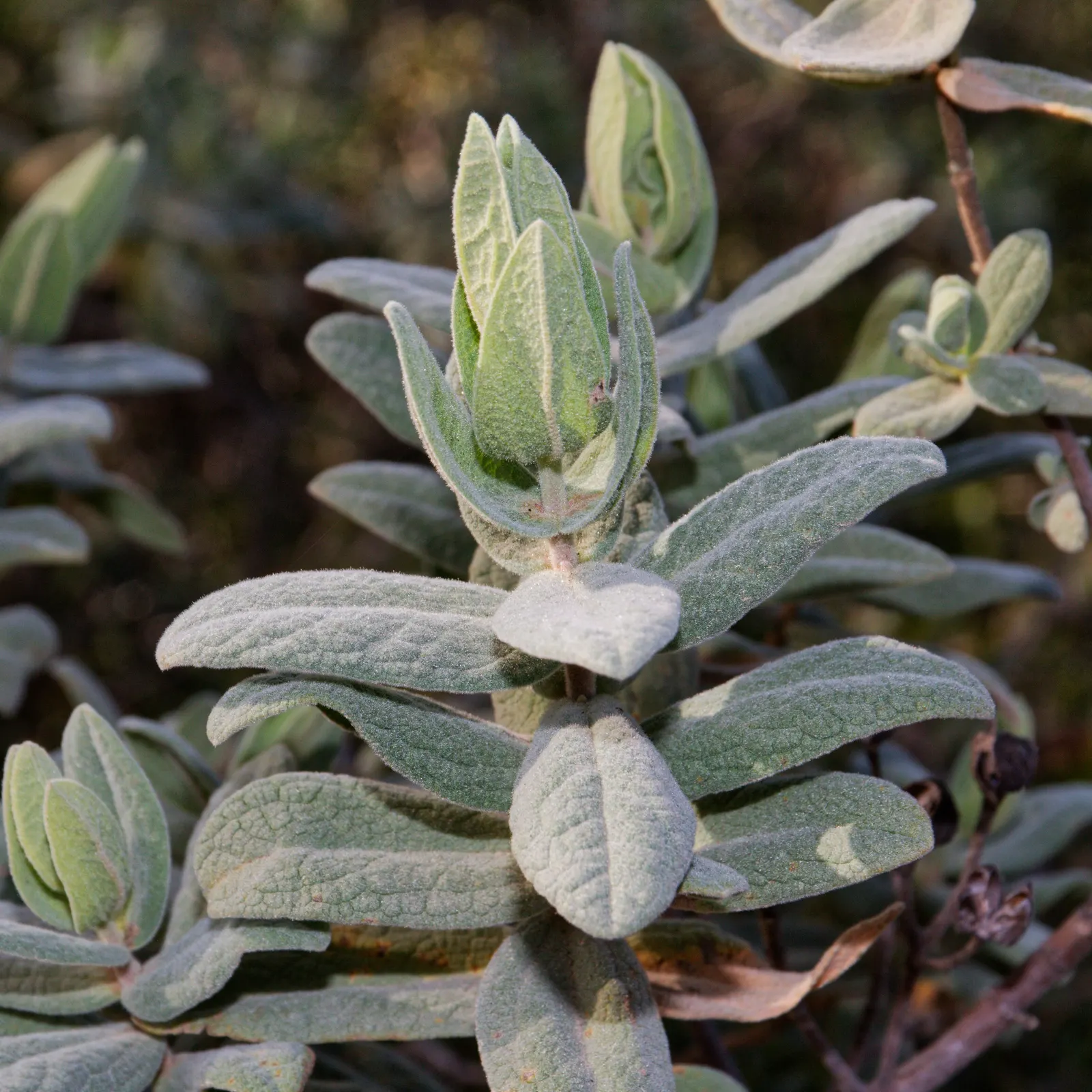 White-Leaved Rockrose (Cistus Albidus) — Growing to an average height and spread of 3 to 5 feet; is a captivating evergreen shrub that brings a touch of