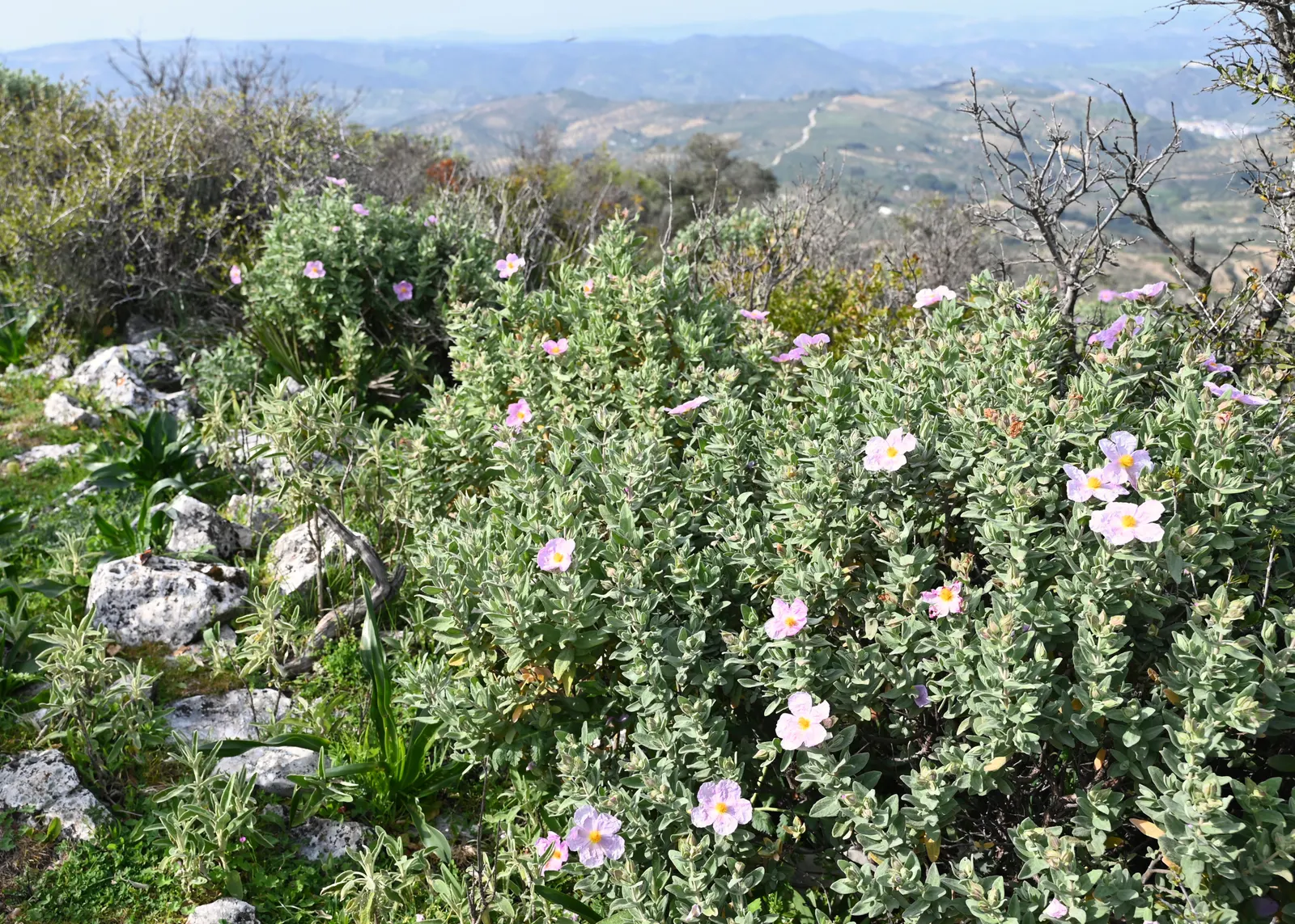 White-Leaved Rockrose (Cistus Albidus) — it is relatively immune to pests and diseases