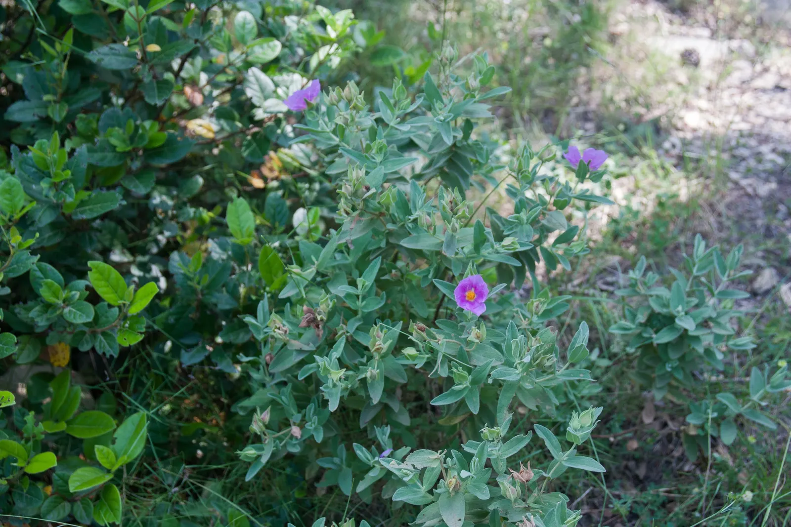 White-Leaved Rockrose (Cistus Albidus) — making it superb for water-wise gardens; this plant is renowned for its dense, image 51