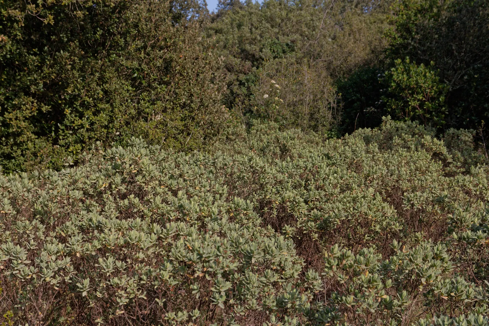White-Leaved Rockrose (Cistus Albidus) — Growing to an average height and spread of 3 to 5 feet; is a captivating evergreen shrub that brings a, image 54