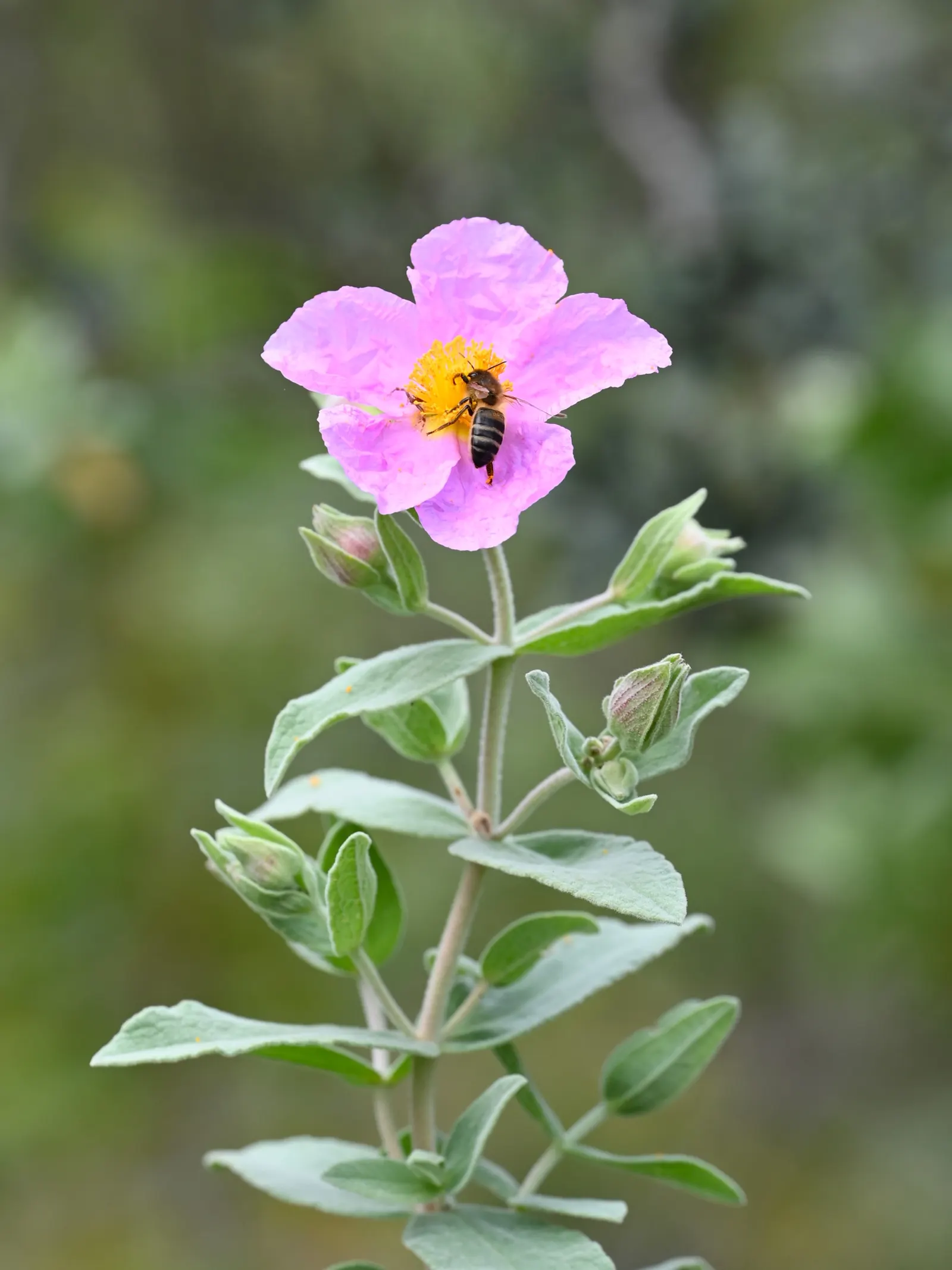 White-Leaved Rockrose (Cistus Albidus) — this plant is renowned for its dense; forming a striking showcase that lasts for several, image 55