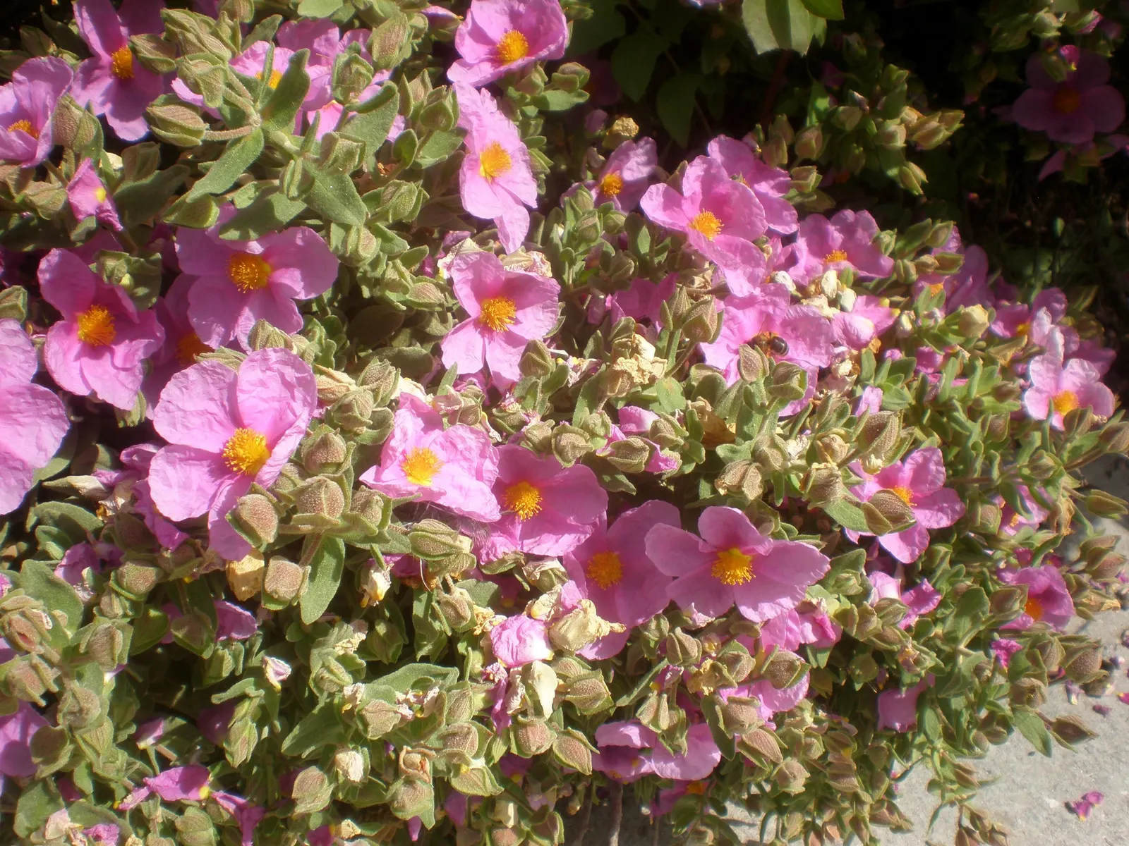 White-Leaved Rockrose (Cistus Albidus) — the White-Leaved Rockrose requires a full-sun exposure to blossom to its full potential