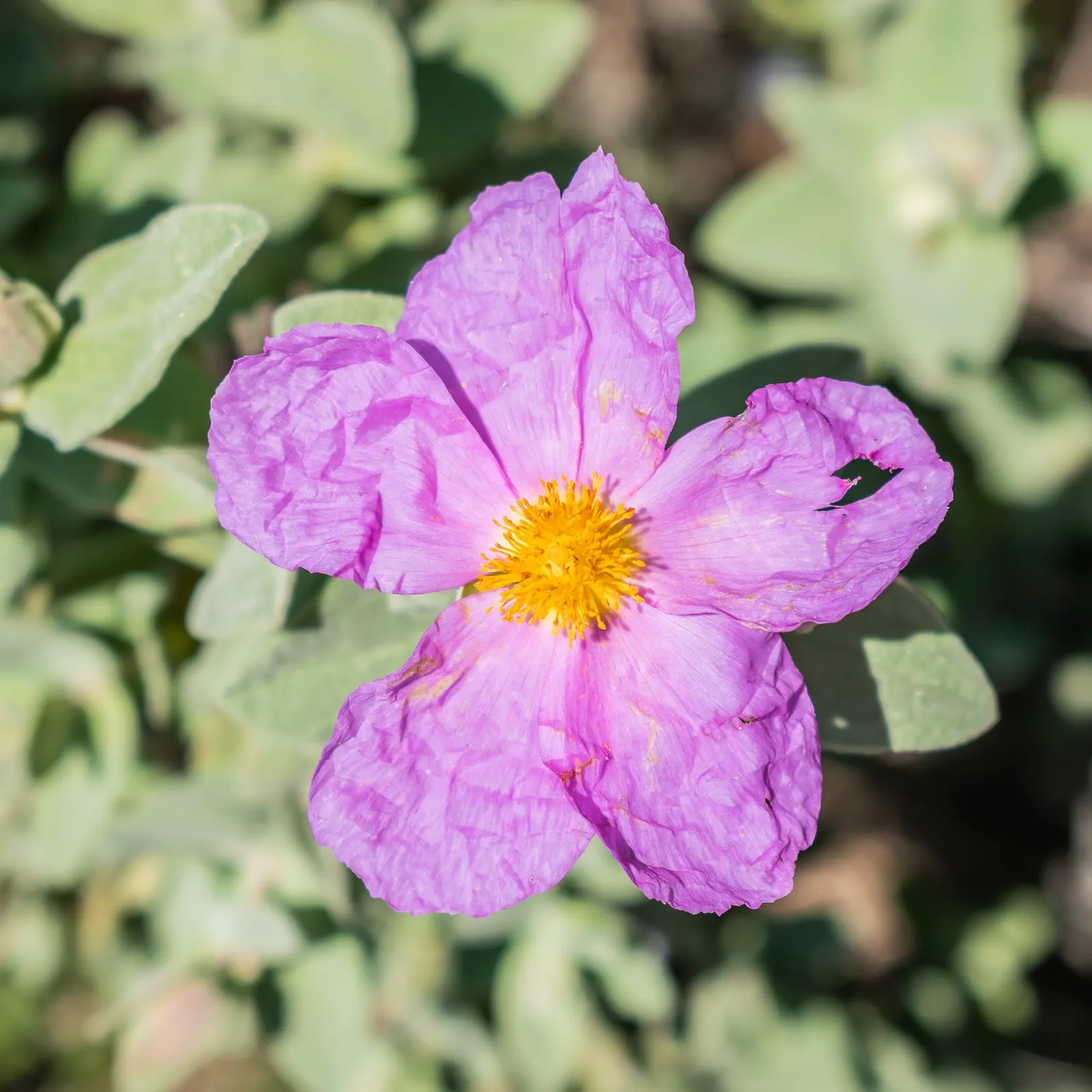 White-Leaved Rockrose (Cistus Albidus) — making it superb for water-wise gardens; this plant is renowned for its dense