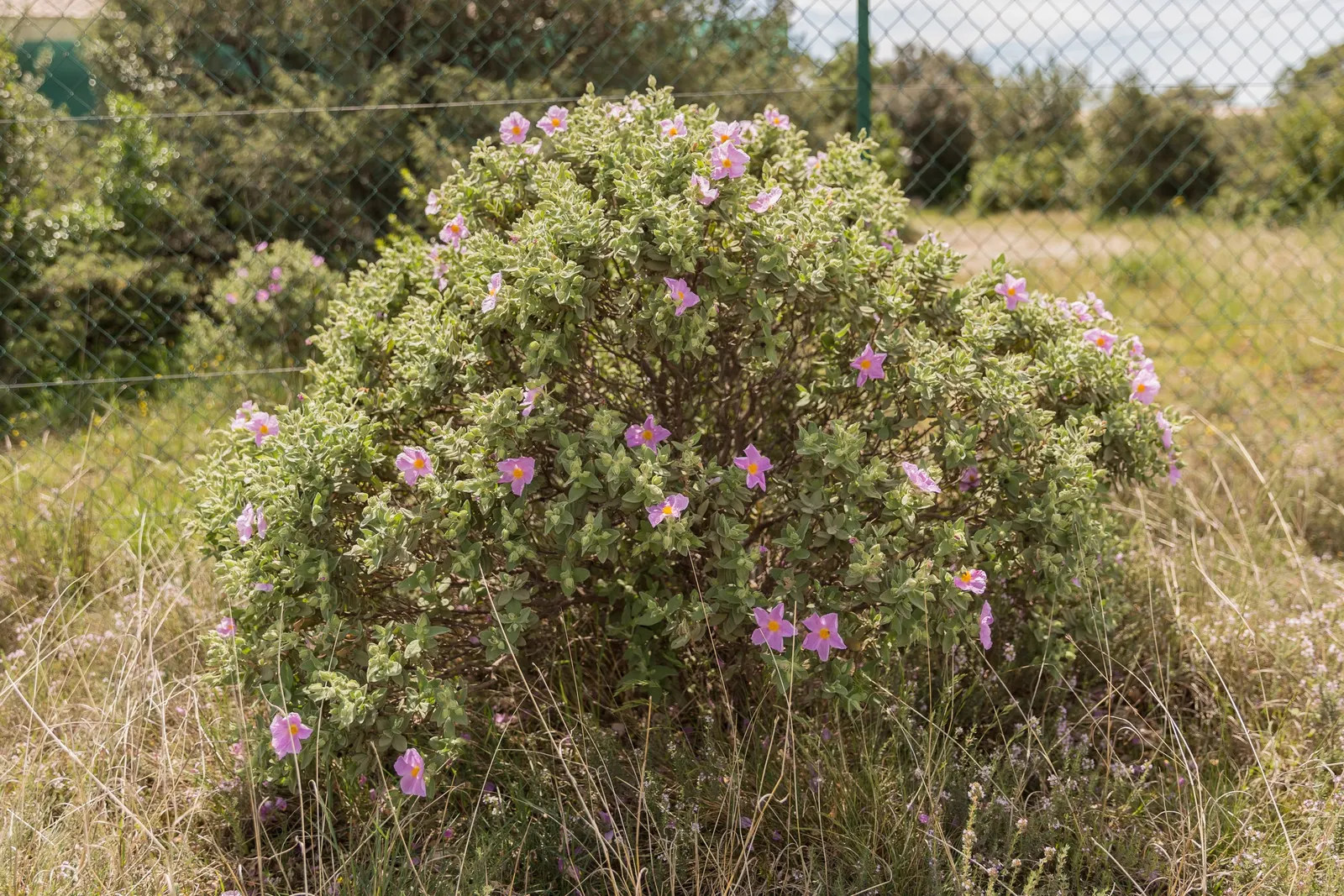 White-Leaved Rockrose (Cistus Albidus) — It thrives in well-drained soils and has excellent drought tolerance; making it ideal for xeriscaping or a