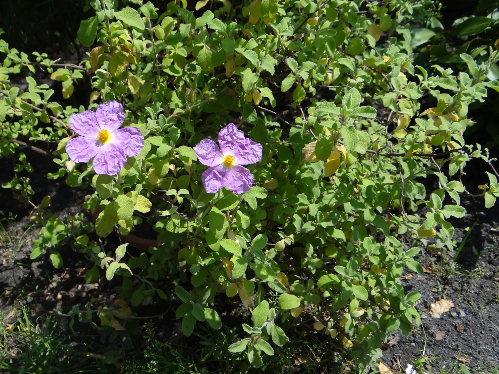 White-Leaved Rockrose (Cistus Albidus) — pink flowers in the garden
