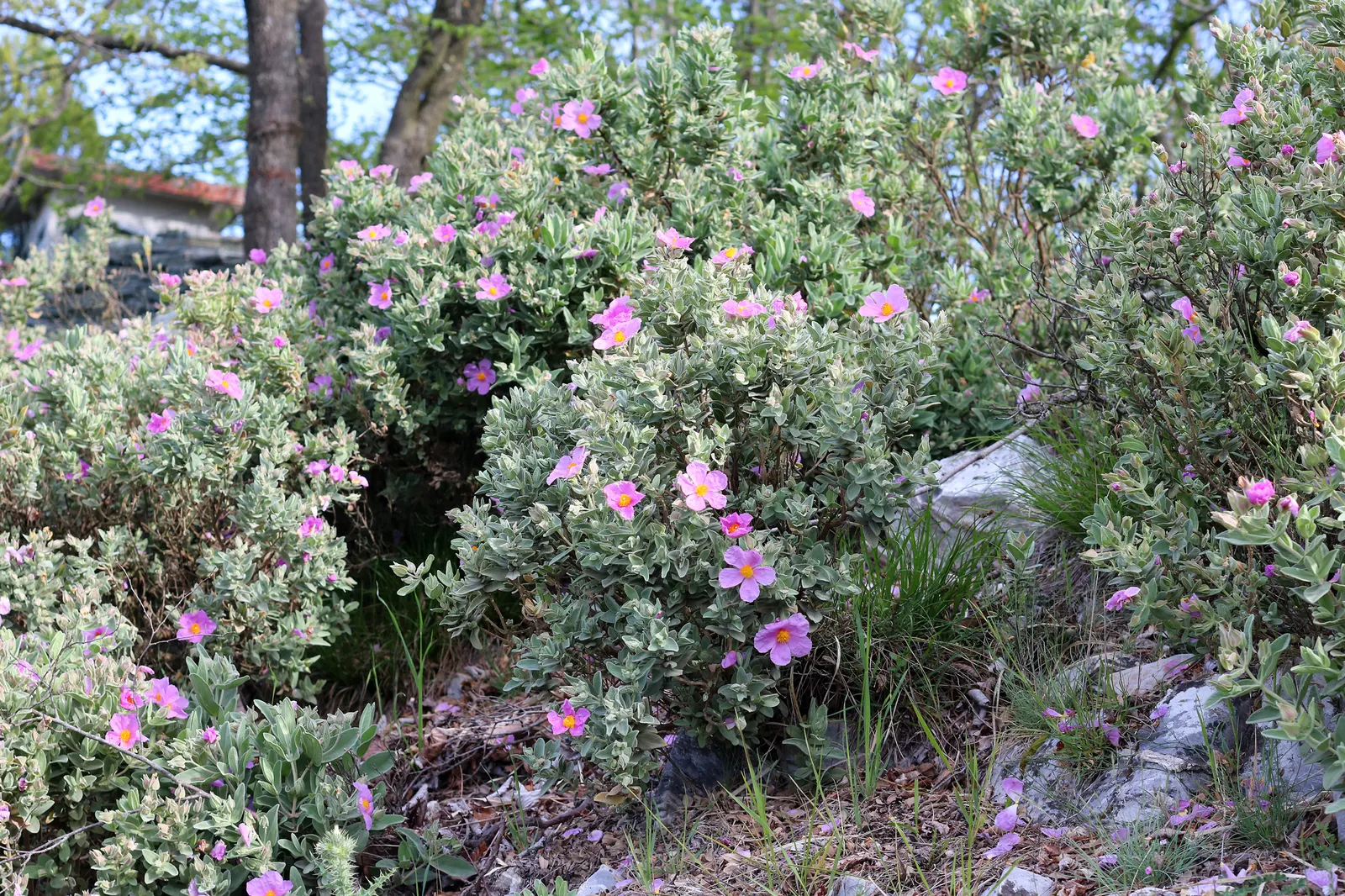 White-Leaved Rockrose (Cistus Albidus) — adhering closely to stems that are also covered in the same downy texture