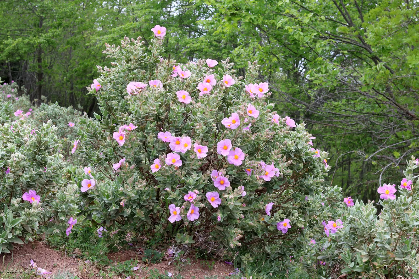 White-Leaved Rockrose (Cistus Albidus) — making it superb for water-wise gardens