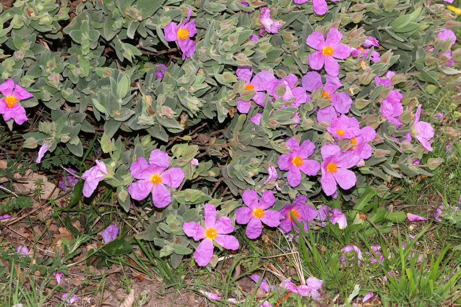 White-Leaved Rockrose (Cistus Albidus) — the White-Leaved Rockrose requires a full-sun exposure to blossom to its full potential; white or greyish, image 61