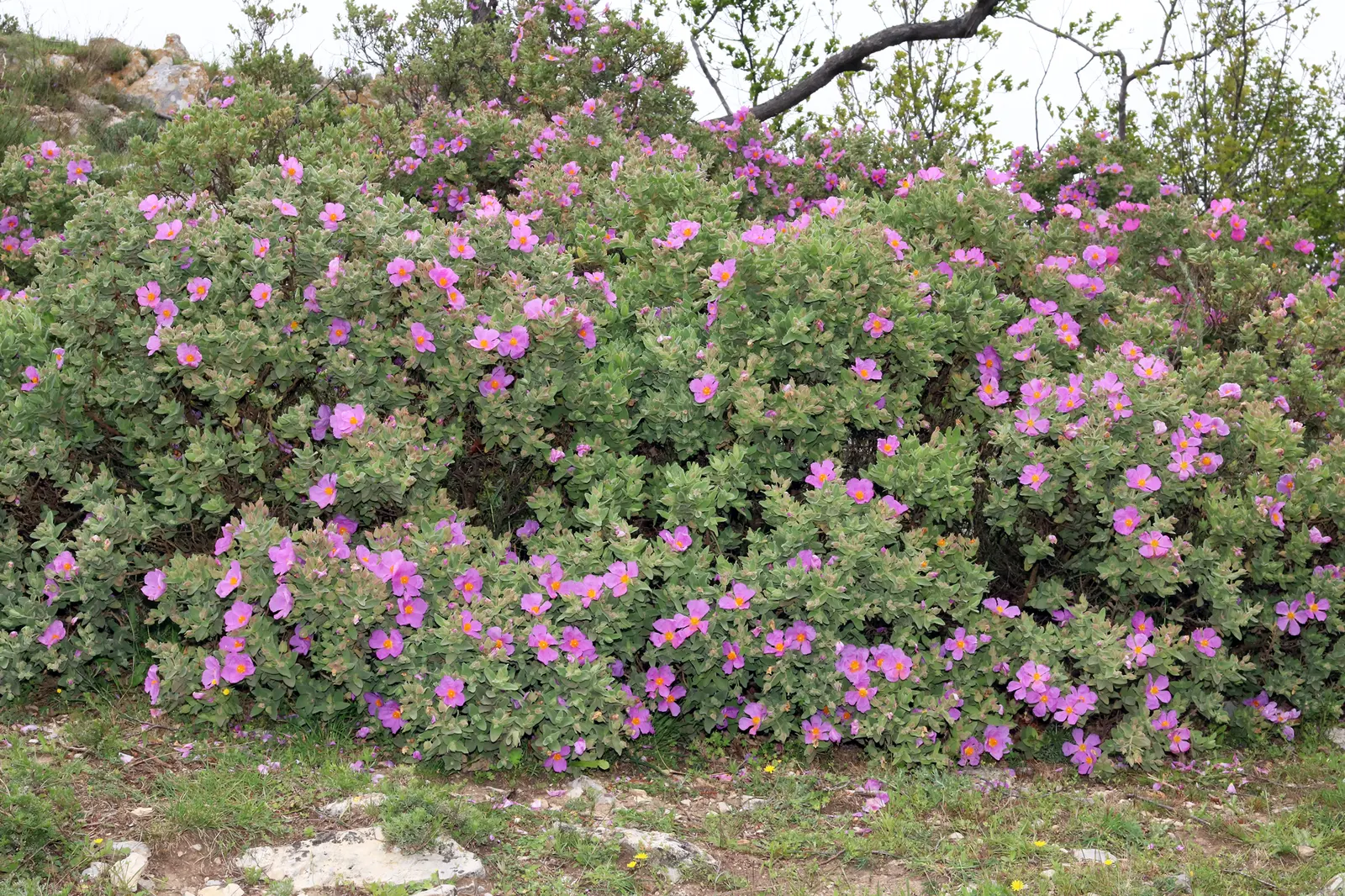 White-Leaved Rockrose (Cistus Albidus) — The White-Leaved Rockrose (Cistus albidus) is a drought-tolerant shrub, growing 2-3 feet tall and wide; it, image 70