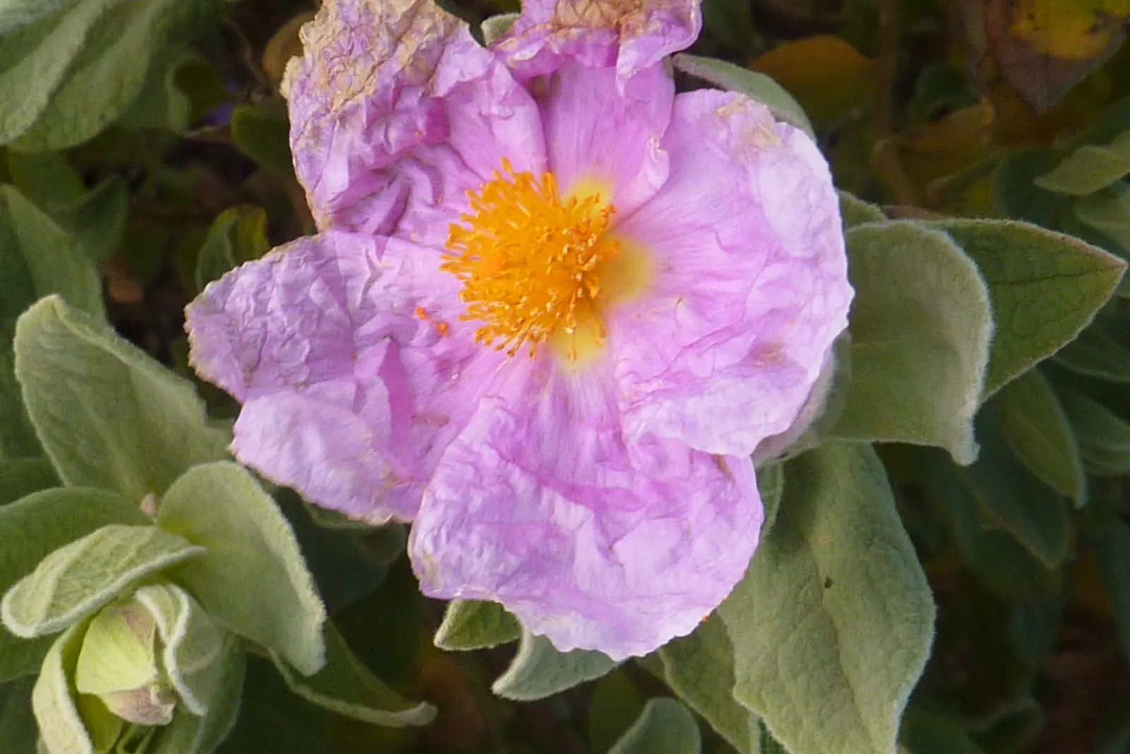 White-Leaved Rockrose (Cistus Albidus) — Thriving in full sun and well-drained soil, this rockrose is ideal for Mediterranean landscapes; it is, image 49