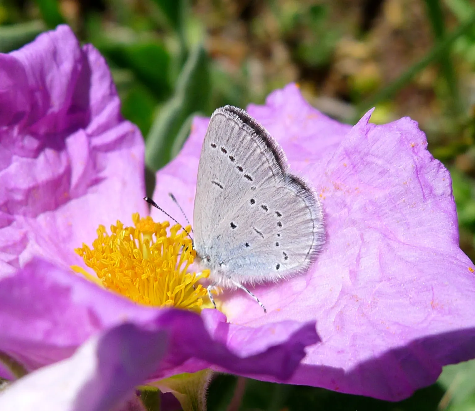 White-Leaved Rockrose (Cistus Albidus) — stunning selection for both landscape designers and homeowners with a taste for resilient yet beautiful, image 66