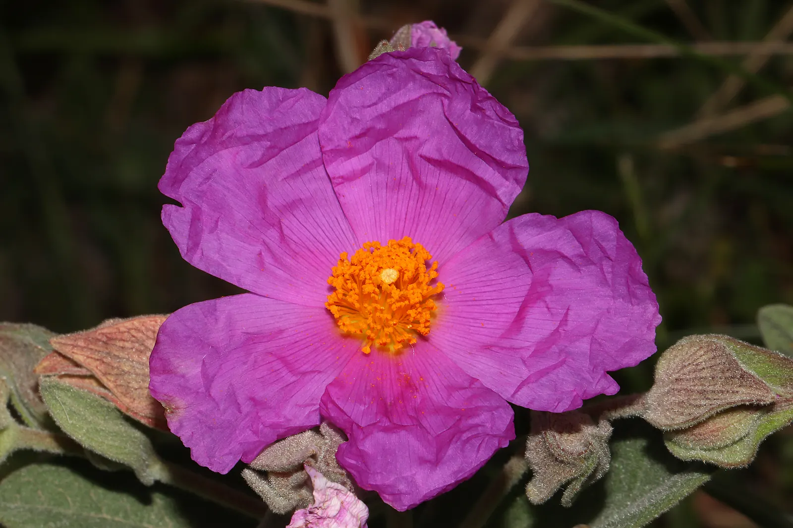 White-Leaved Rockrose (Cistus Albidus) — The White-Leaved Rockrose (Cistus albidus) is a drought-tolerant shrub, growing 2-3 feet tall and wide; it provides