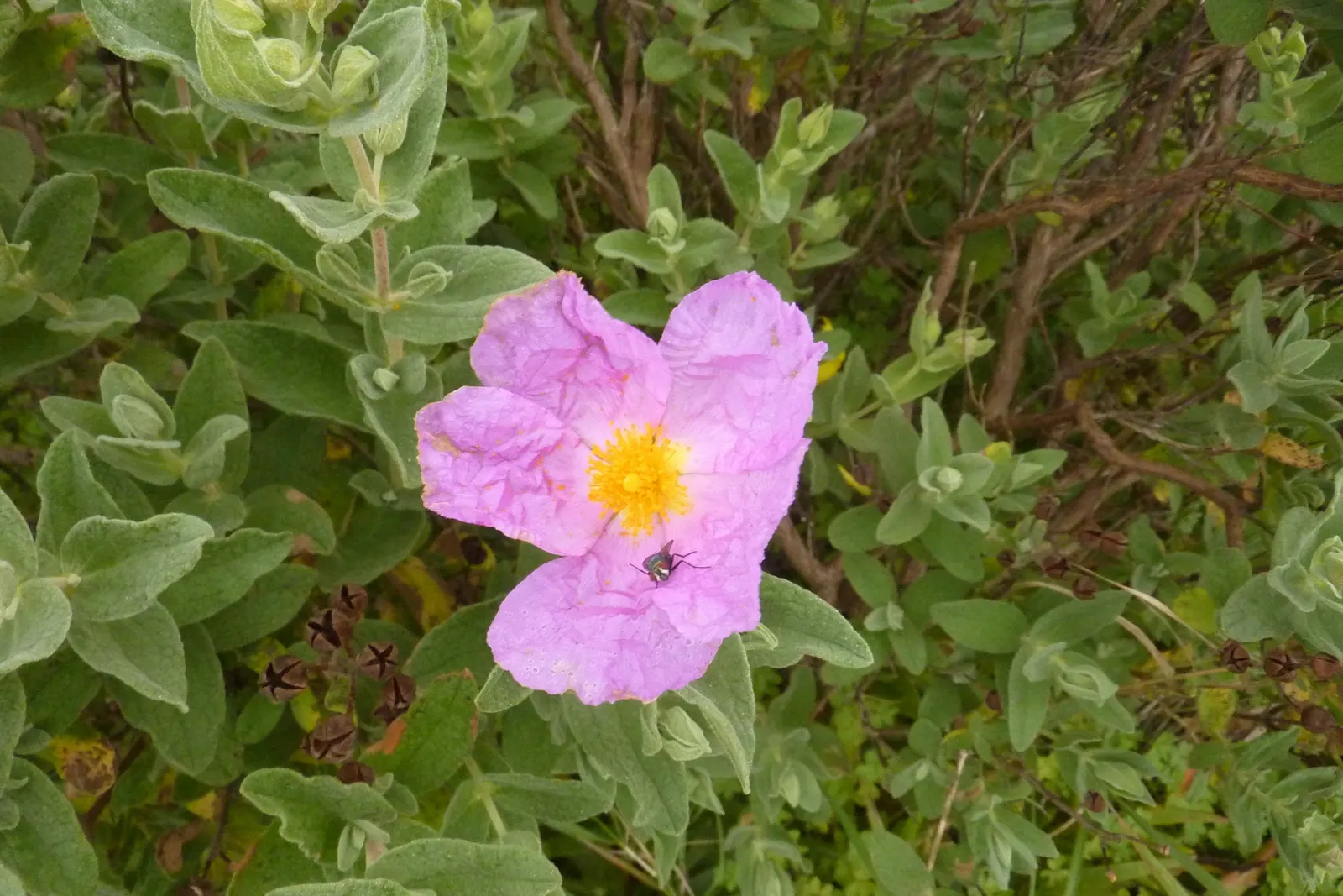 White-Leaved Rockrose (Cistus Albidus) — It features gray-green foliage and is prized for its profusion of pink-purple flowers in spring; adhering, image 48