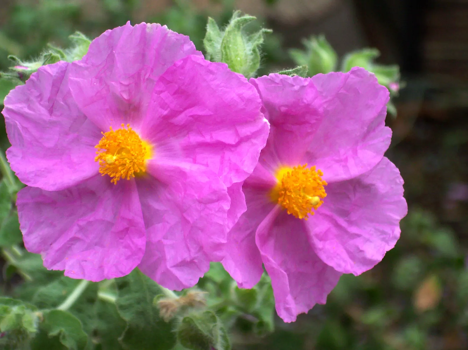 White-Leaved Rockrose (Cistus Albidus) — adding to its allure as a hardy; the White-Leaved Rockrose requires a full-sun exposure to blossom to its full