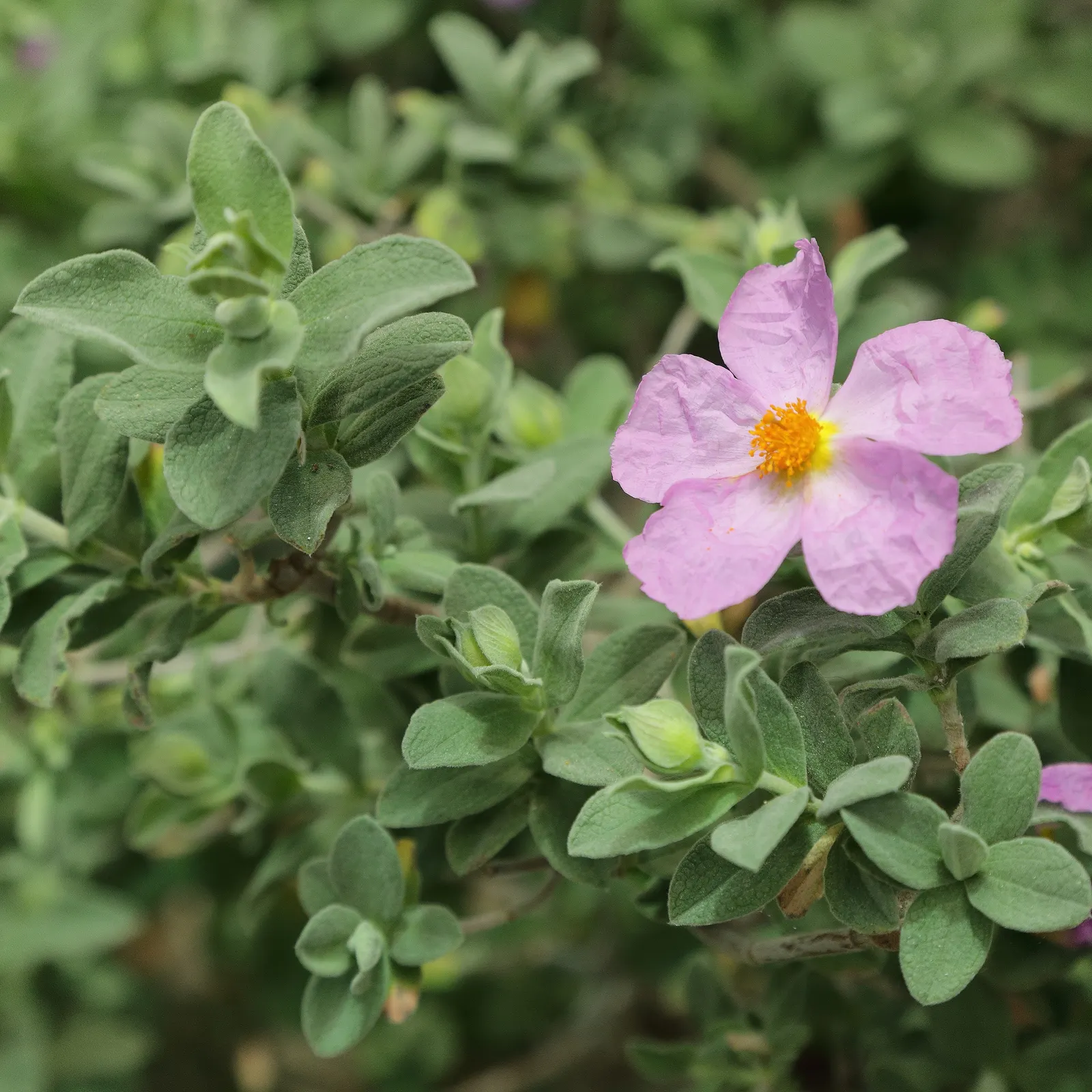 White-Leaved Rockrose (Cistus Albidus) — white or greyish down on the upper surface of the leaves; pink flowers in the garden