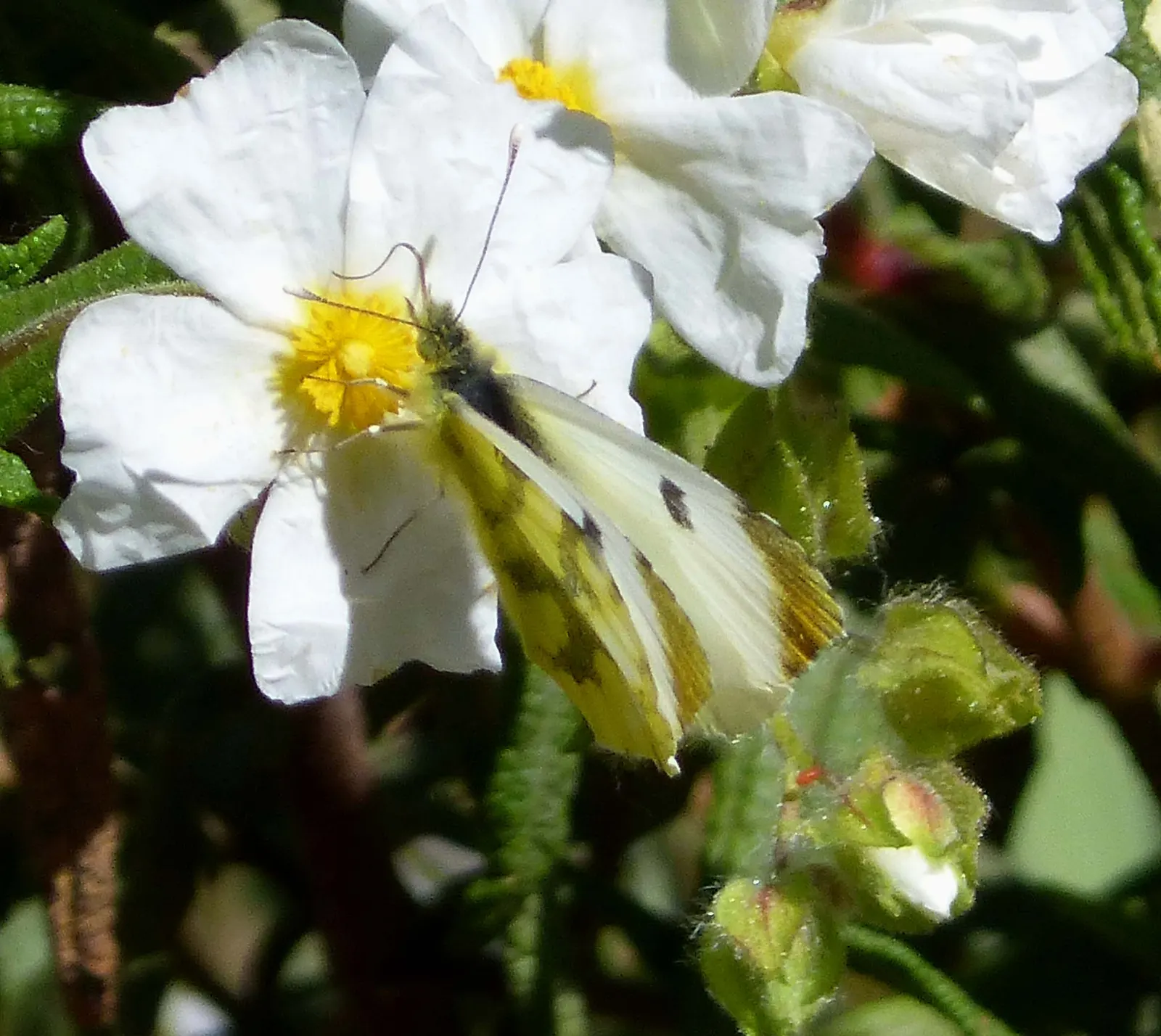 White-Leaved Rockrose (Cistus Albidus) — adding to its allure as a hardy