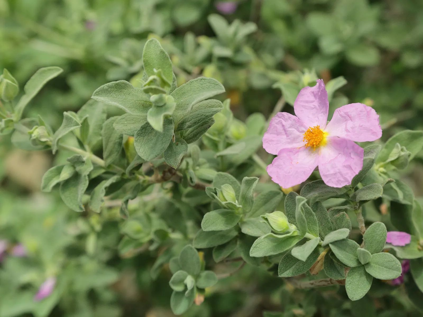 White-Leaved Rockrose (Cistus Albidus) — forming a striking showcase that lasts for several weeks.<br><br>Well-suited for USDA zones 8 to 11; thriving in full