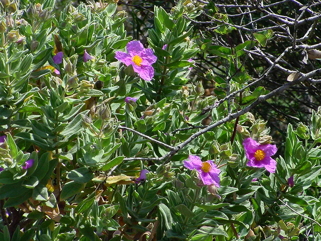 White-Leaved Rockrose (Cistus Albidus) — scientifically known as Cistus albidus; it thrives in well-drained soils and has excellent drought, image 52