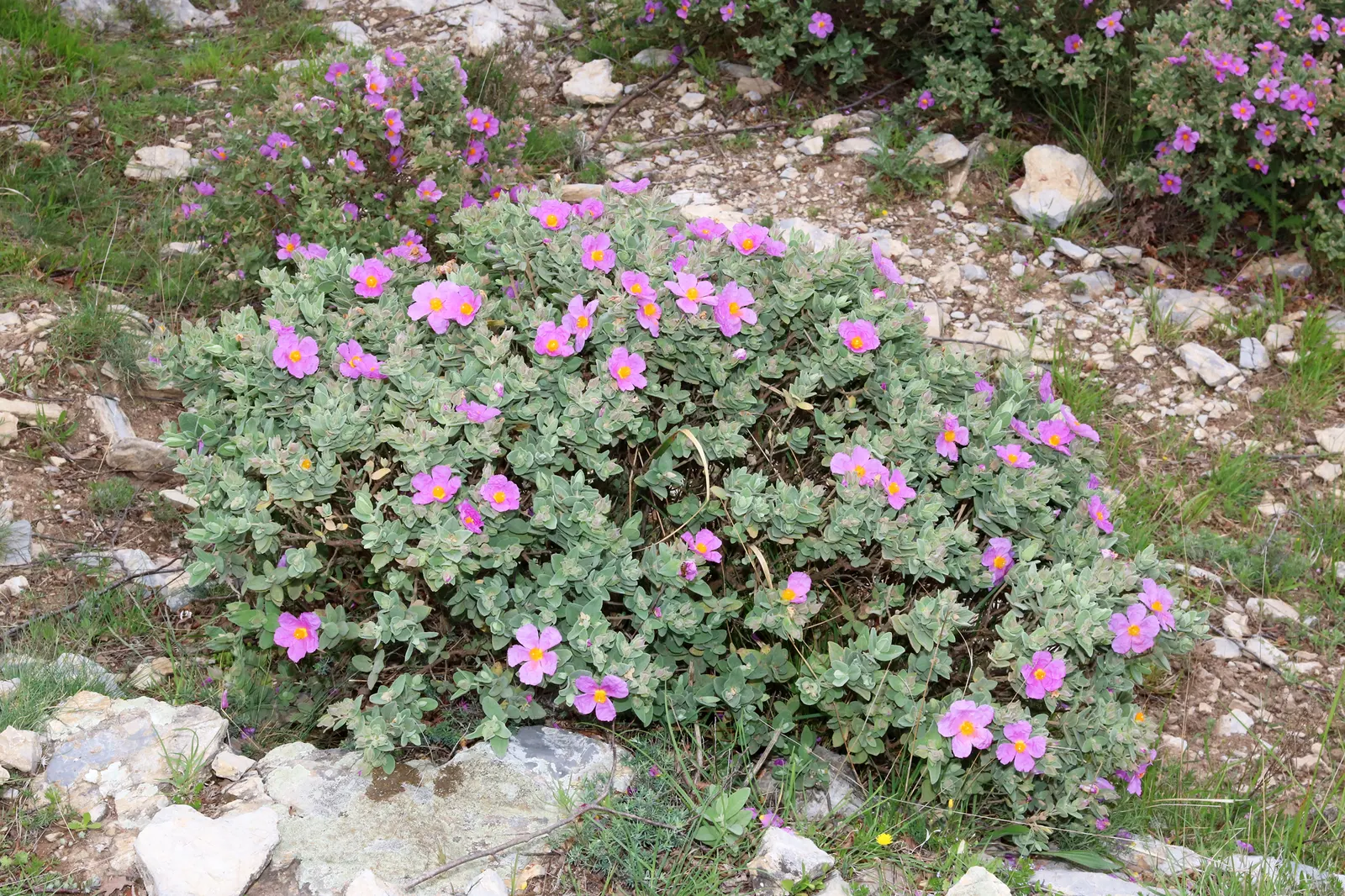 White-Leaved Rockrose (Cistus Albidus) — Each flower boasts a classic Rockrose form - five delicate petals with a burst of yellow stamens at the, image 59