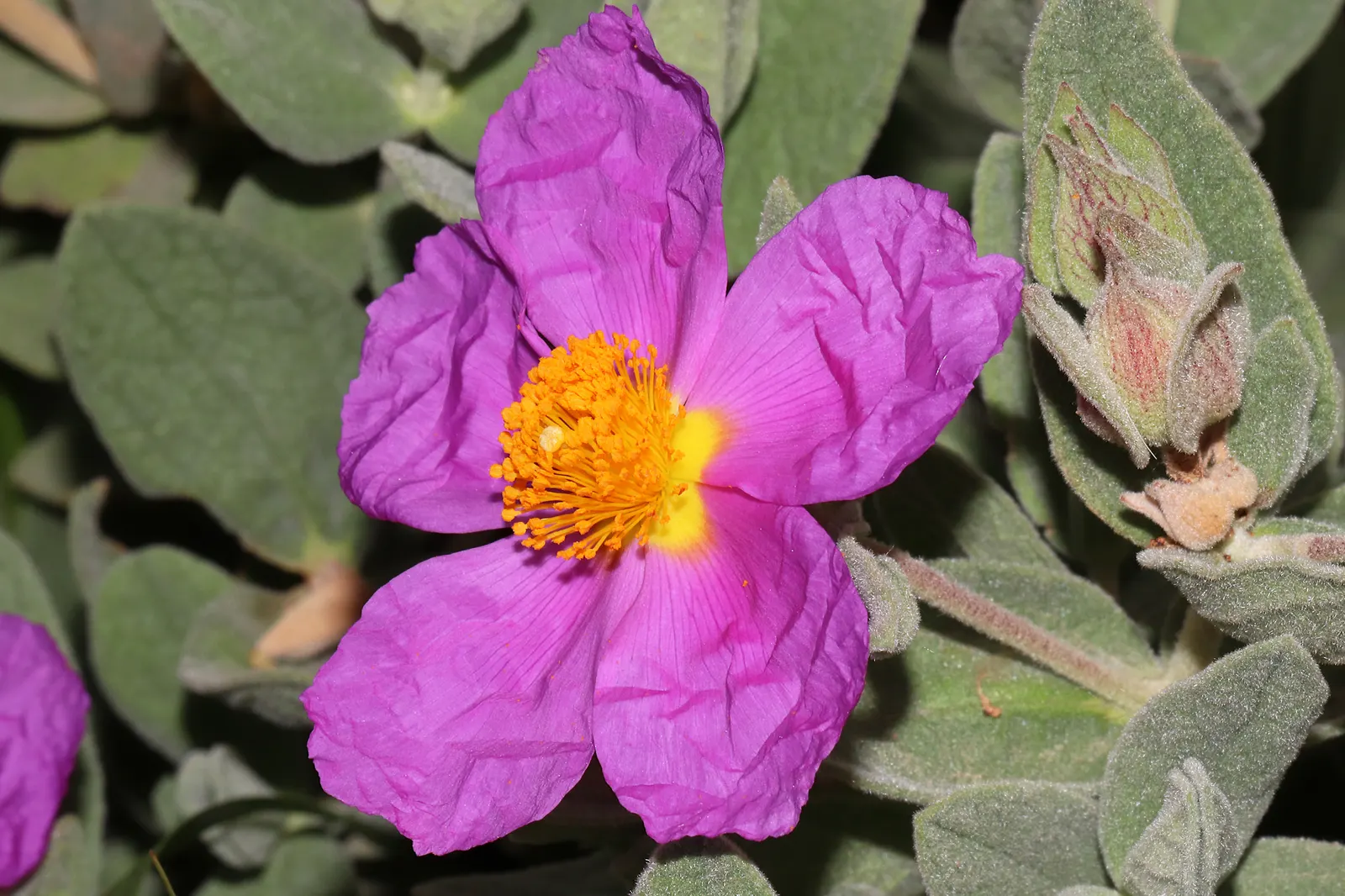 White-Leaved Rockrose (Cistus Albidus) — making it ideal for xeriscaping or a low-maintenance garden; the White-Leaved Rockrose (Cistus albidus) is a