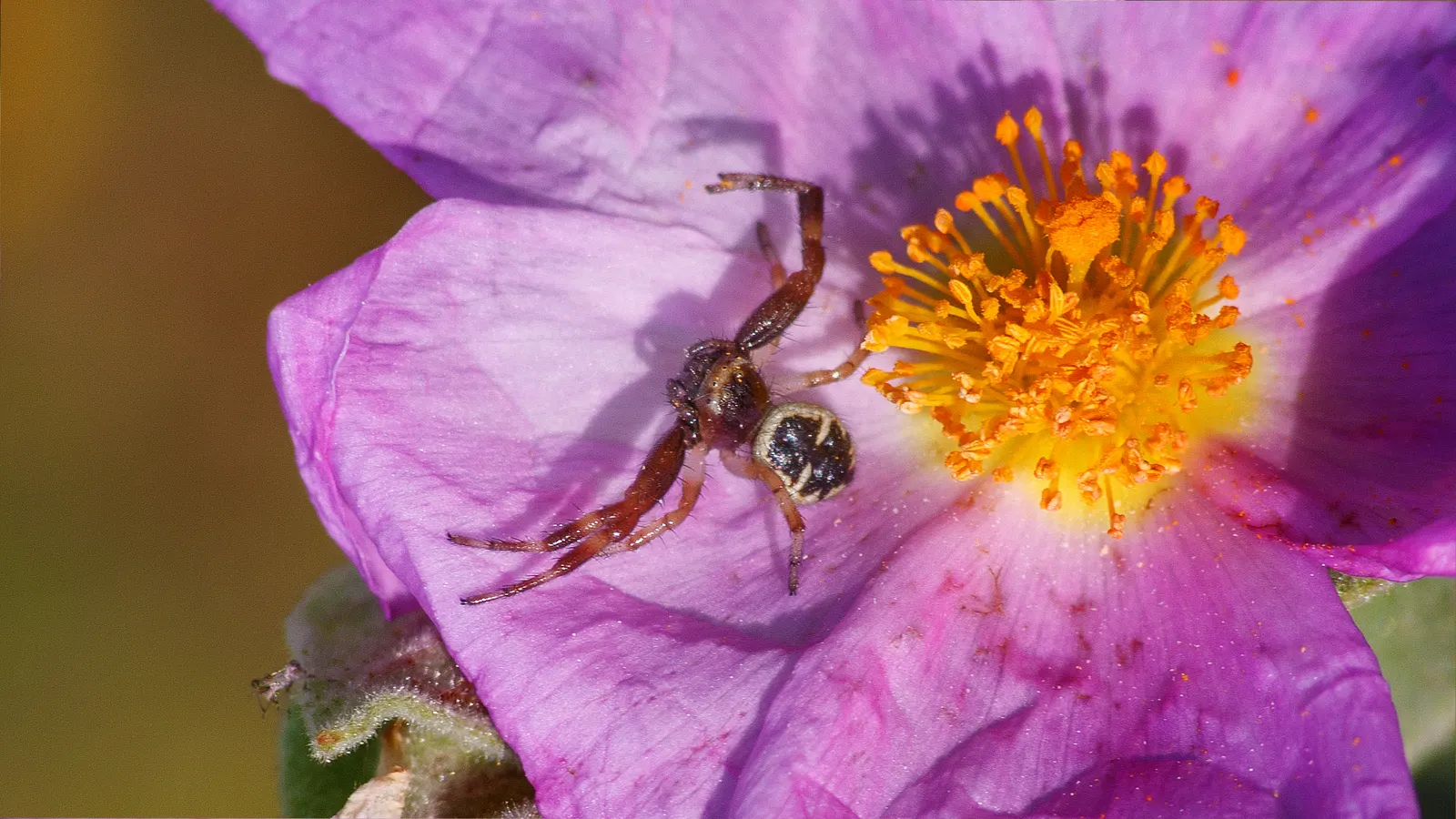 White-Leaved Rockrose (Cistus Albidus) — Each flower boasts a classic Rockrose form - five delicate petals with a burst of yellow stamens at the center
