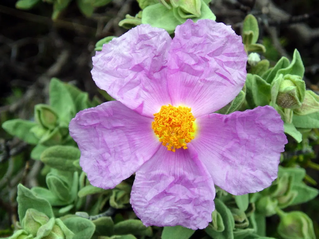 White-Leaved Rockrose (Cistus Albidus) — this plant is renowned for its dense