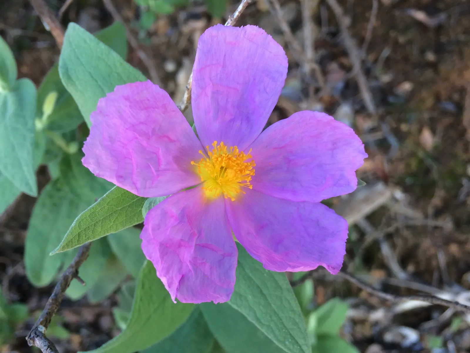 White-Leaved Rockrose (Cistus Albidus) — white or greyish down on the upper surface of the leaves; pink flowers in the garden, image 56