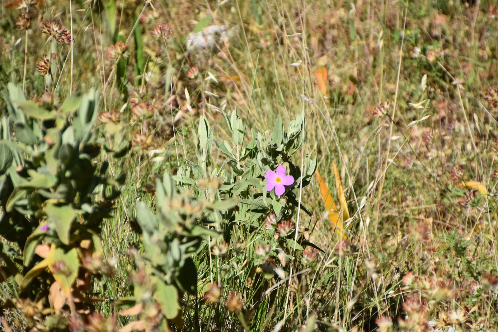 White-Leaved Rockrose (Cistus Albidus) — It features gray-green foliage and is prized for its profusion of pink-purple flowers in spring; adhering closely to