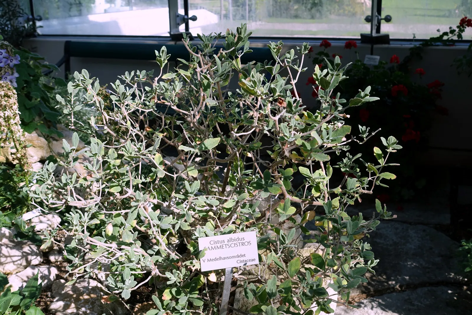 White-Leaved Rockrose (Cistus Albidus) — adding to its allure as a hardy; the White-Leaved Rockrose requires a full-sun exposure to blossom to its, image 65