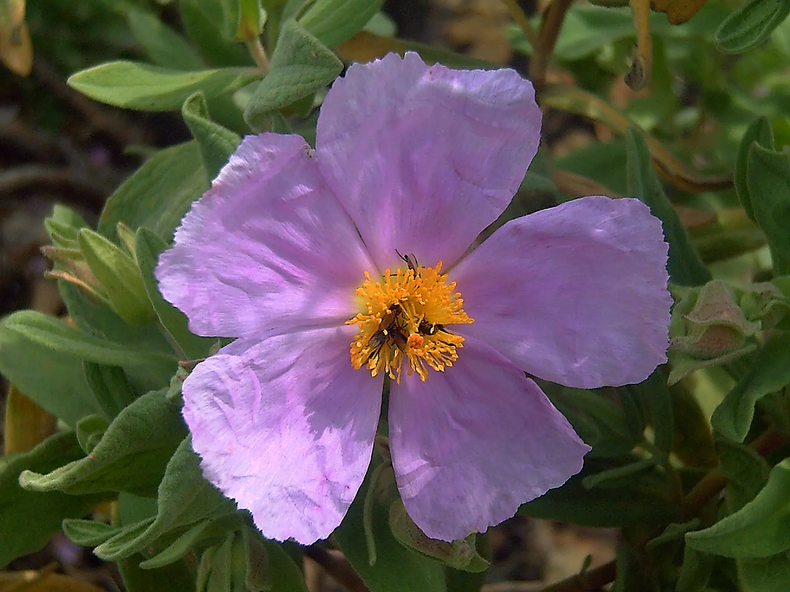 White-Leaved Rockrose (Cistus Albidus) — typically 1 to 2 inches in diameter