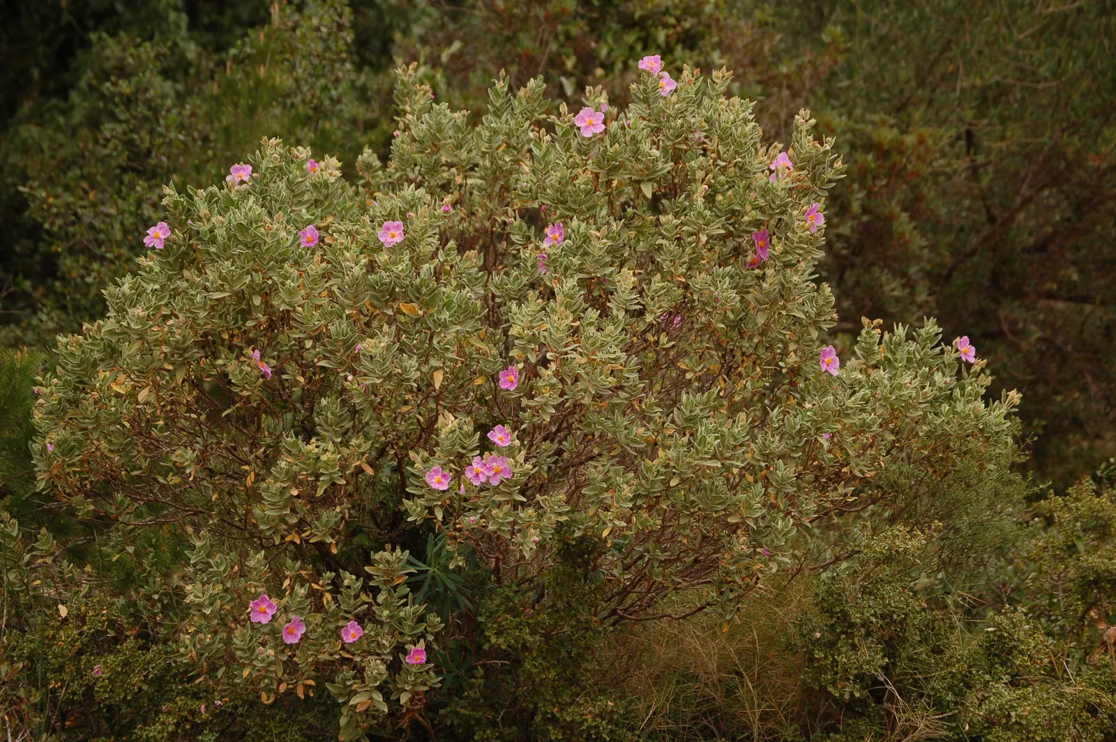White-Leaved Rockrose (Cistus Albidus) — white or greyish down on the upper surface of the leaves