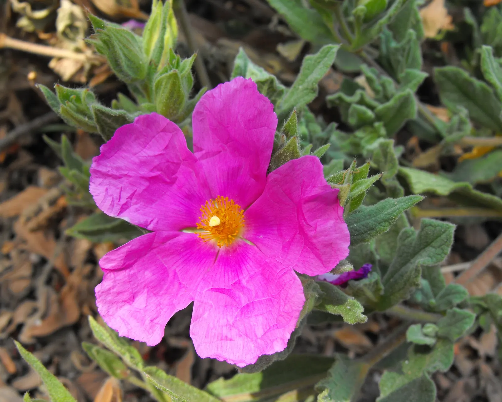 White-Leaved Rockrose (Cistus Albidus) — It features gray-green foliage and is prized for its profusion of pink-purple flowers in spring