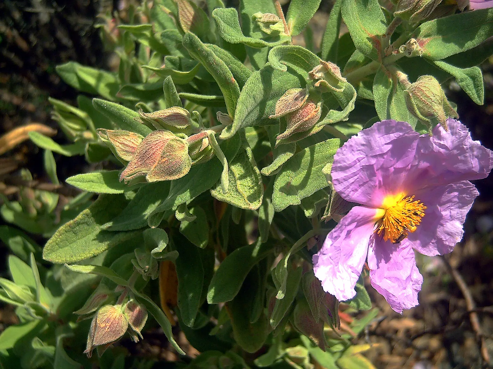 White-Leaved Rockrose (Cistus Albidus) — pink flowers in the garden; scientifically known as Cistus albidus, image 67