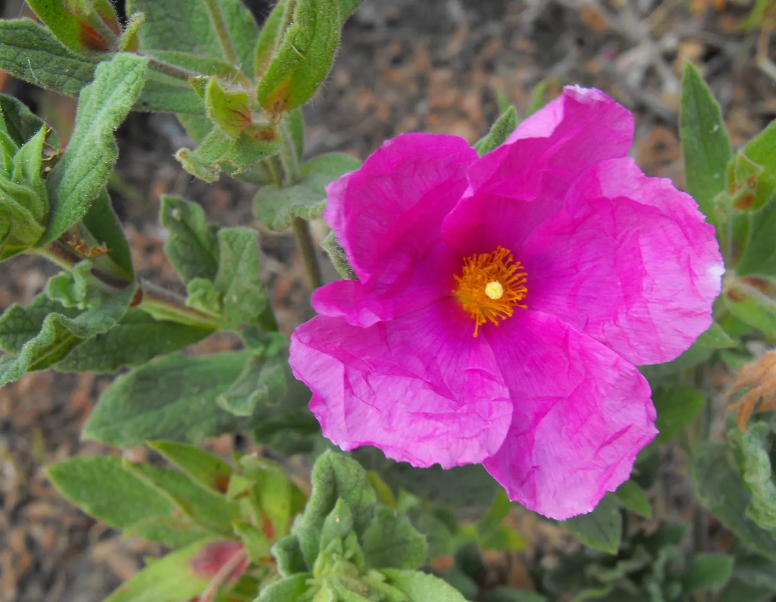 White-Leaved Rockrose (Cistus Albidus) — it provides excellent ground cover with minimal watering once established; it features gray-green foliage and is