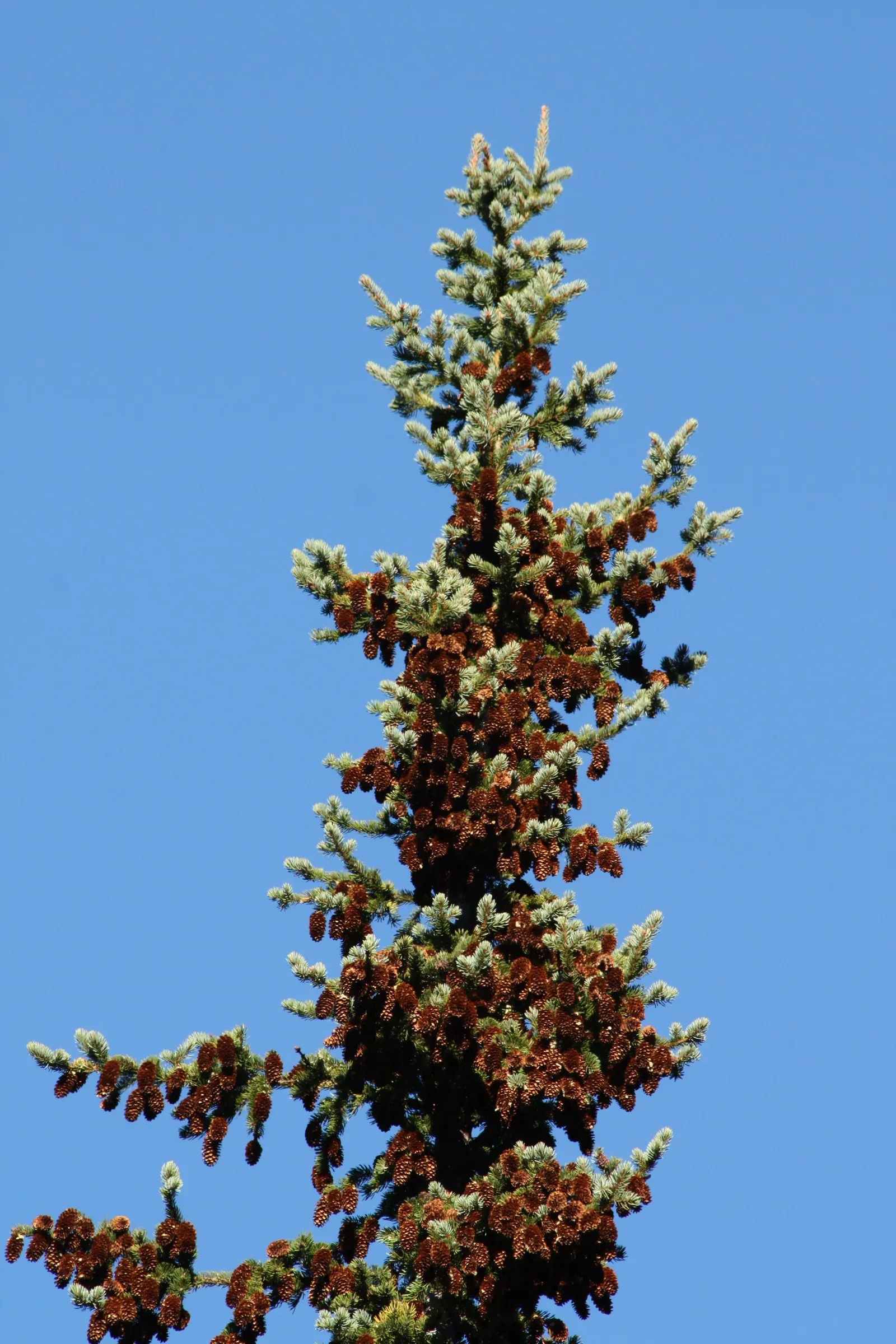 Engelmann Spruce (Picea engelmannii) — Its branches span 20-30 feet; the needles are typically around 1 inch long