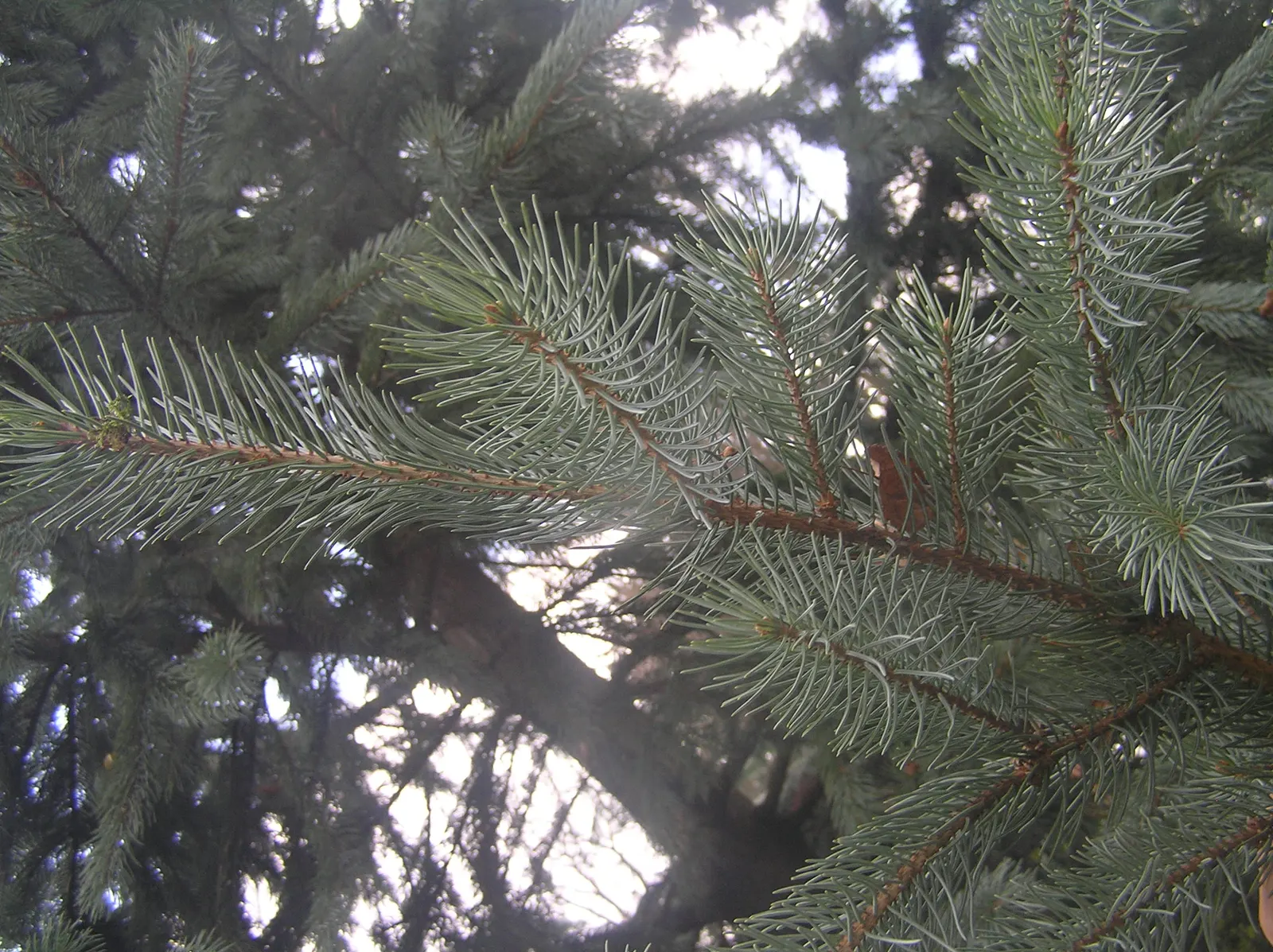 Engelmann Spruce (Picea engelmannii) — It prefers cooler climates and thrives in USDA hardiness zones 3-7