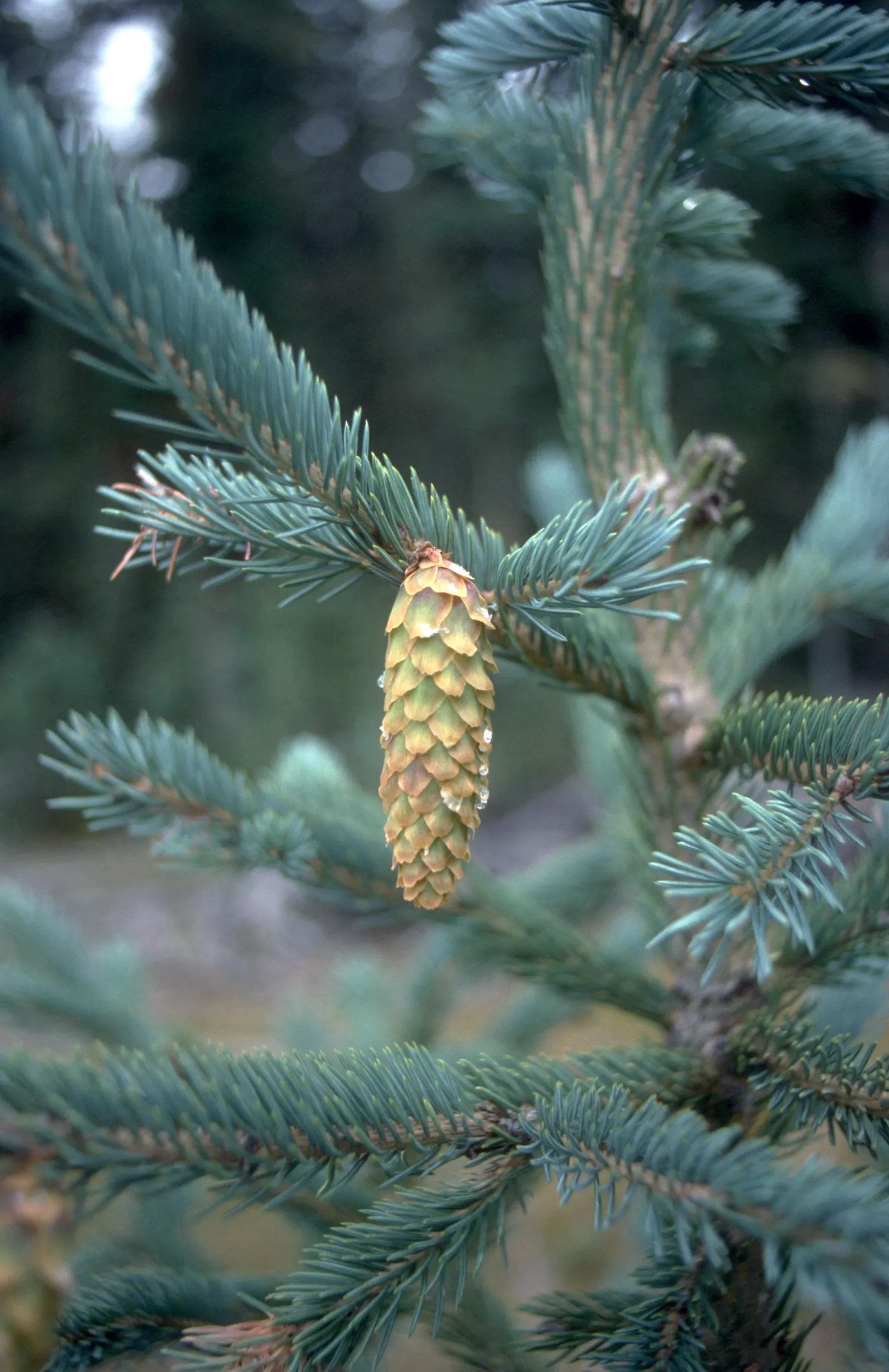 Engelmann Spruce (Picea engelmannii) — is a magnificent North American native conifer that imbues landscapes with its stately presence; its branches span 20-30