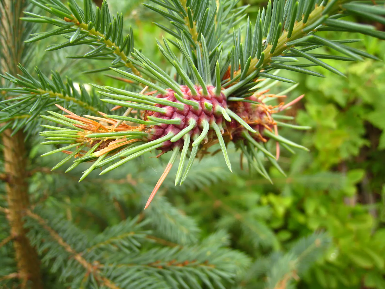 Engelmann Spruce (Picea engelmannii) — thrives in USDA zones 3-7; its dense foliage provides excellent wind resistance, image 37