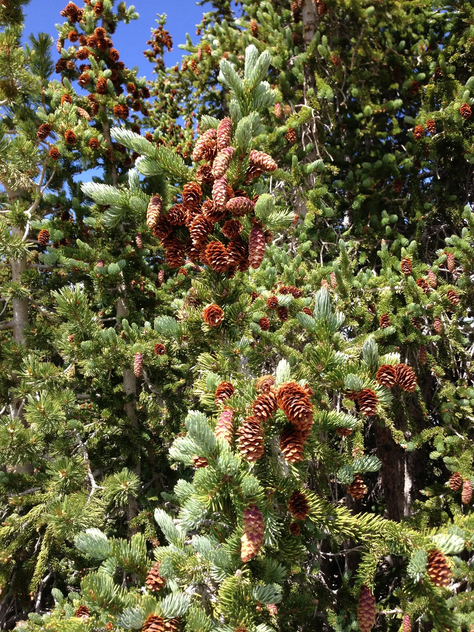 Engelmann Spruce (Picea engelmannii) — thrives in USDA zones 3-7; its dense foliage provides excellent wind resistance